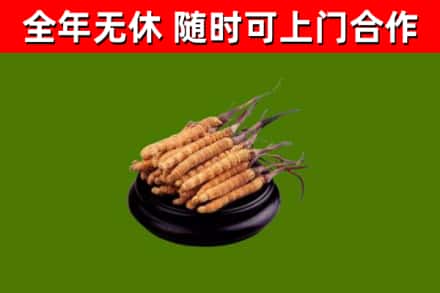 大连市回收散虫草