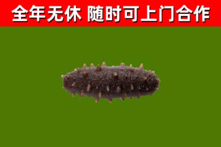 大连市回收海参干
